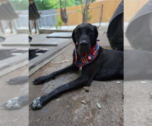 Medium Photo #1 Great Dane Puppy For Sale in Bullard, TX, USA