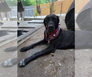Great Dane Dogs for adoption in Bullard, TX, USA