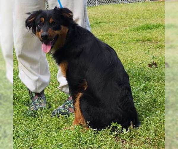 Medium Photo #3 Australian Shepherd-Unknown Mix Puppy For Sale in Wetumpka, AL, USA