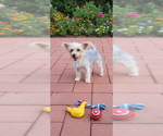 Small #5 Poodle (Toy) Mix
