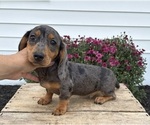 Small #2 Dachshund