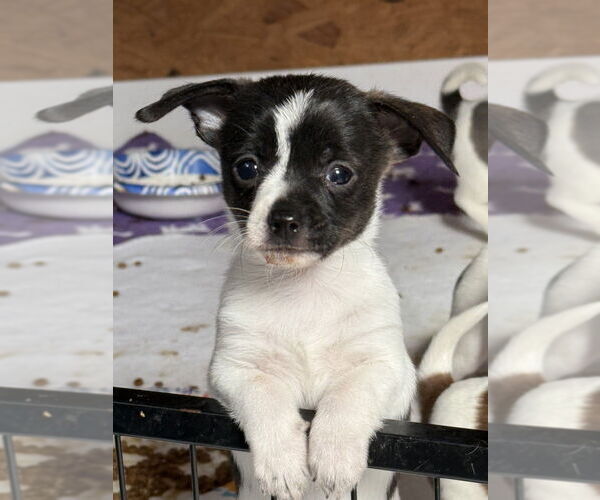 Medium Photo #2 Fox Terrier (Toy) Puppy For Sale in Bolivar, MO, USA