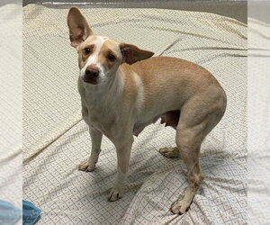 Beagle-Unknown Mix Dogs for adoption in Rancho Cucamonga, CA, USA