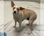 Small Beagle Mix