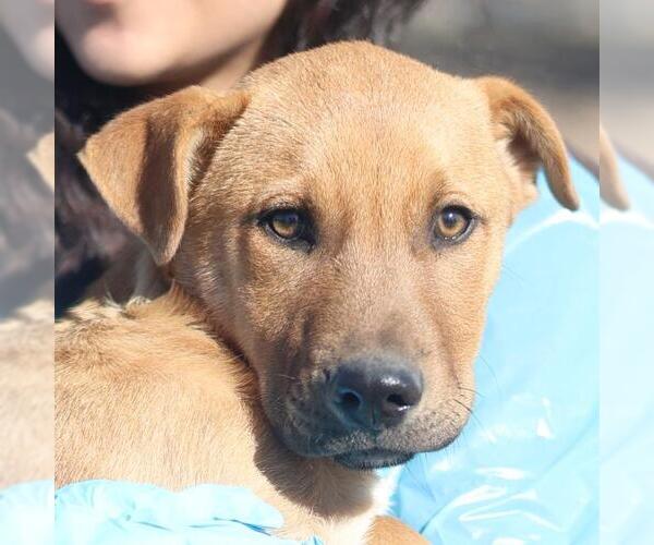 Medium Photo #1 American Staffordshire Terrier-Unknown Mix Puppy For Sale in San Antonio, TX, USA