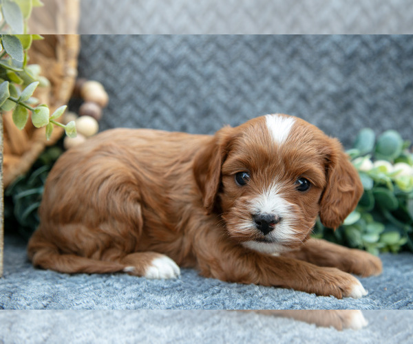 Medium Photo #2 Cavapoo Puppy For Sale in SHIPSHEWANA, IN, USA