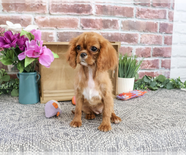Medium Photo #5 Cavalier King Charles Spaniel Puppy For Sale in SYRACUSE, IN, USA