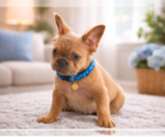 Puppy Charming French Bulldog
