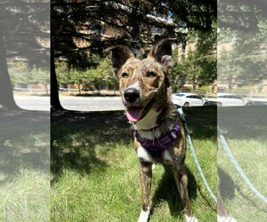 Mutt Dogs for adoption in Sandy, UT, USA