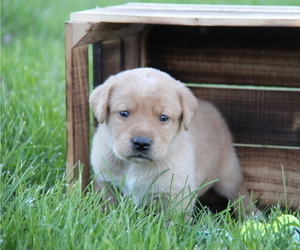 Medium Labrador Retriever