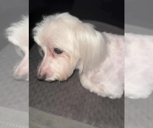 Medium Photo #4 Havanese-Unknown Mix Puppy For Sale in Westwood, NJ, USA