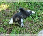 Small #3 Border Collie-Siberian Husky Mix