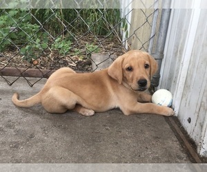 Labrador Retriever Puppy for sale in SACRED HEART, MN, USA