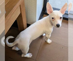 Prada - Male Chihuahua-Unknown Mix Dog for Adoption - Photo #2