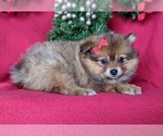 Small Photo #2 Pomeranian Puppy For Sale in PEACH BOTTOM, PA, USA