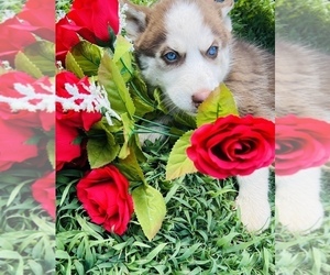 Siberian Husky Puppy for sale in HIRAM, GA, USA