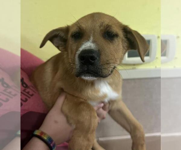 Medium Photo #2 Labrenees Puppy For Sale in Rockwall, TX, USA