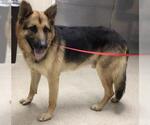 Small German Shepherd Dog