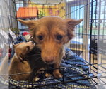Small Chihuahua Mix
