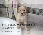 Puppy Mr Yellow Goldendoodle