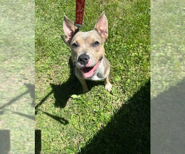 Medium Photo #8 American Pit Bull Terrier Puppy For Sale in Evansville, IN, USA