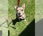 Small #7 American Pit Bull Terrier