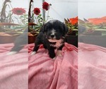 Puppy Peach Shiranian