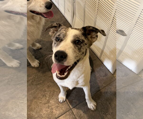 Medium Photo #2 Australian Shepherd-Unknown Mix Puppy For Sale in Texarkana, TX, USA