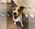 Small #1 Australian Shepherd Mix
