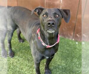 Caitlin - Female Labrador Retriever-Unknown Mix Dog for Adoption - Photo #3