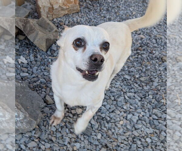 Medium Photo #2 Chihuahua Puppy For Sale in Vail, AZ, USA