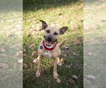 Small #5 American Staffordshire Terrier Mix