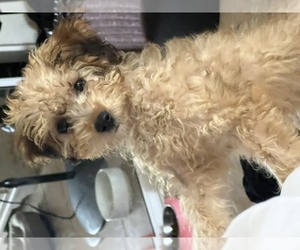 Goldendoodle (Miniature) Puppy for sale in NEWPORT BEACH, CA, USA