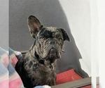 Small Photo #1 French Bulldog Puppy For Sale in ROANOKE, IL, USA
