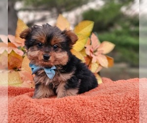 Yorkshire Terrier Puppy for sale in INDIANAPOLIS, IN, USA