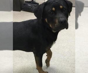 Rottweiler Dogs for adoption in Riverside, CA, USA