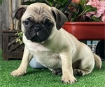 Small Photo #5 Pug Puppy For Sale in CANOGA, NY, USA
