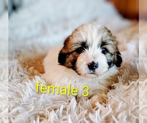 Maltese-Silky Cocker Mix Puppy for sale in WOBURN, MA, USA