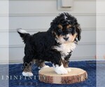 Small #2 Bernedoodle (Miniature)