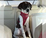 Small Colonial Cocker Spaniel-Retriever  Mix