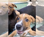 Small #2 American Staffordshire Terrier Mix