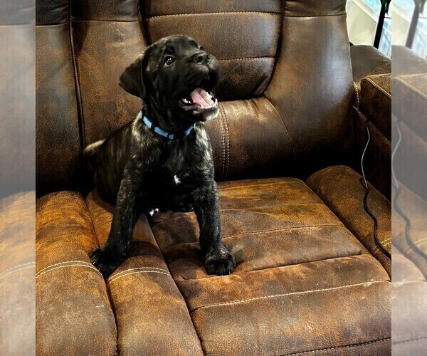 Medium Photo #2 Cane Corso Puppy For Sale in REEVESVILLE, SC, USA