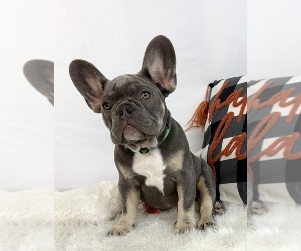 Medium Photo #3 French Bulldog Puppy For Sale in LAKE CITY, FL, USA