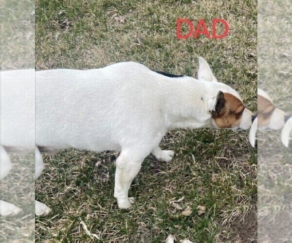 Medium Photo #1 Rat Terrier Puppy For Sale in FREDERICKSBURG, OH, USA