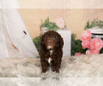 Small Photo #12 Goldendoodle-Poodle (Miniature) Mix Puppy For Sale in WARSAW, IN, USA