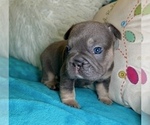 Small #2 French Bulldog