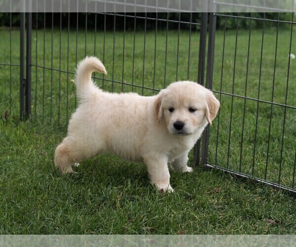 Medium Photo #7 Golden Retriever Puppy For Sale in NUNN, CO, USA