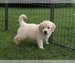 Small Photo #7 Golden Retriever Puppy For Sale in NUNN, CO, USA