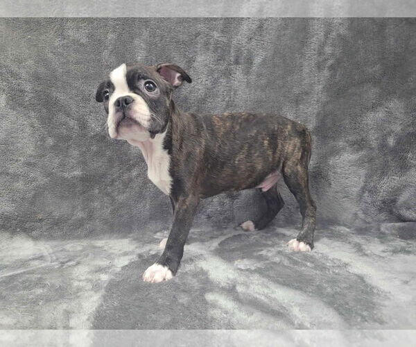 Medium Photo #7 Boston Terrier Puppy For Sale in Lincolnwood, IL, USA