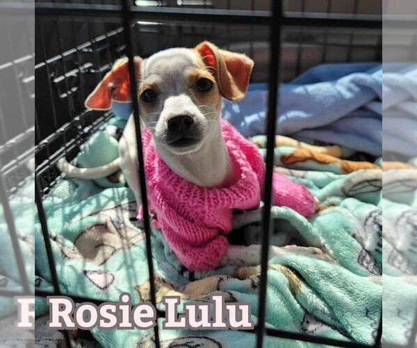 Medium Photo #9 Chiweenie Puppy For Sale in San Antonio, TX, USA